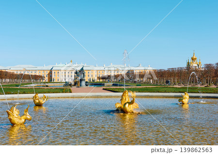 fountains of the upper garden of Peterhof Palace at clear sunny day, preparations for the opening of the fountain season, gold covered 139862563