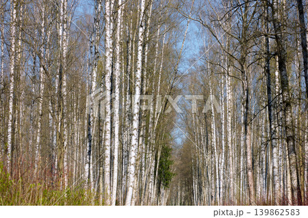 a path through a birch thicket in a spring park at sunset, fresh foliage, white tree trunks a path through a birch thicket in a spring park at sunset, fresh foliage, white tree trunks 139862583