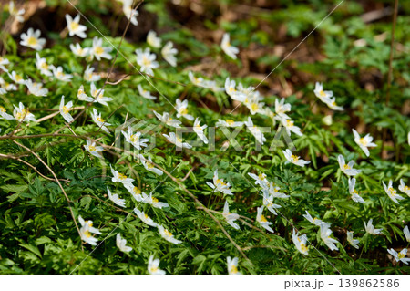 A close up view of white anemone flowers in the first days of spring in a natural park in sunny weather, bright greenery, no people 139862586