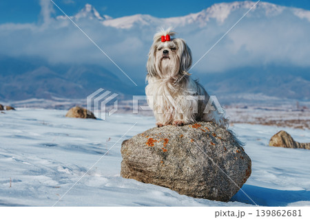 Shih tzu dog sitting on stone on mountains background at winter 139862681