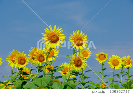 夏の空に咲くひまわり 139862737