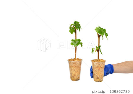 grape seedlings in transparent cups isolated on a white background grape seedlings in transparent cups isolated on a white background 139862789
