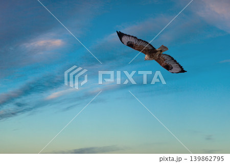 Bird of prey flying on twilight sky background Bird of prey flying on twilight sky background 139862795