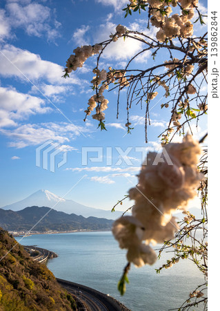 春の薩埵（さった）峠 139862844