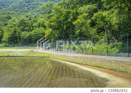 奥琵琶湖の田園風景　滋賀県高島市マキノ町 139862852