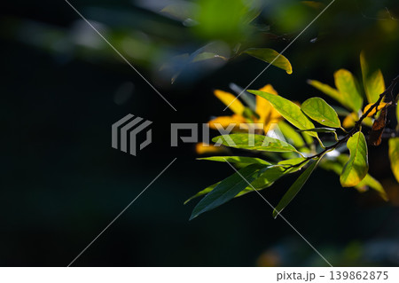 Green leaves illuminated by sunlight against dark background creating natural contrast soft focus botanical atmosphere Green leaves illuminated by sunlight against dark background creating natural contrast soft focus botanical atmosphere 139862875