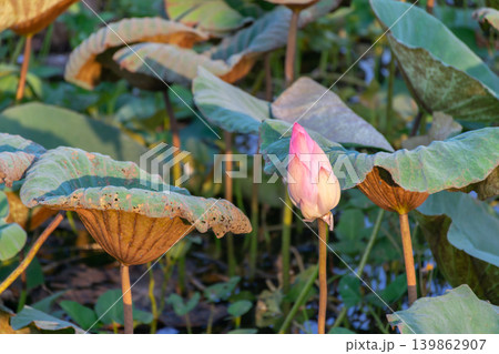 Pink lotus bud rising above aged lotus leaves pond illuminated by warm sunlight reflecting calm nature aquatic beauty Pink lotus bud rising above aged lotus leaves pond illuminated by warm sunlight reflecting calm nature aquatic beauty 139862907