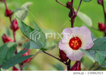 Fresh roselle flower blooming deep red calyx green leaves natural garden setting botanical beauty medicinal plant organic agriculture Fresh roselle flower blooming deep red calyx green leaves natural garden setting botanical beauty medicinal plant organic agriculture 139862915