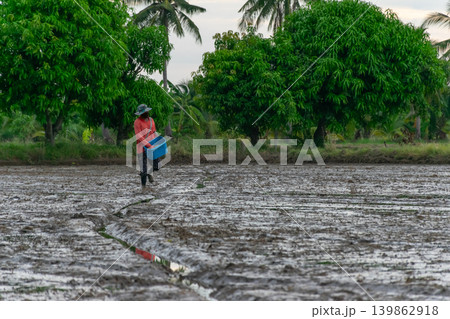 Farmer spreading rice seeds across muddy paddy field surrounded by tropical trees reflecting traditional agriculture rural farming lifestyle Farmer spreading rice seeds across muddy paddy field surrounded by tropical trees reflecting traditional agriculture rural farming lifestyle 139862918