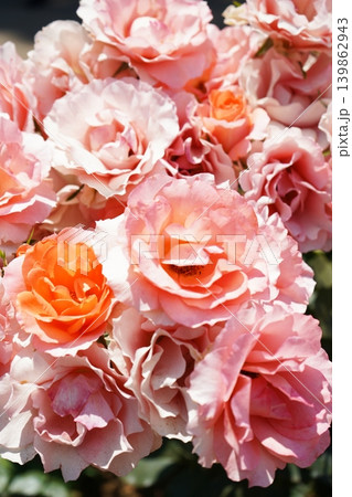 ピンクやオレンジ、やさしい色合いの花束のようなバラ ピンクやオレンジ、やさしい色合いの花束のようなバラ 139862943