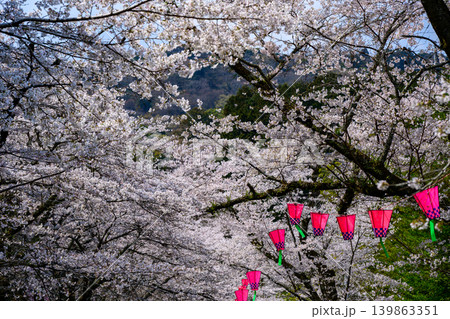 満開の桜祭り 満開の桜祭り 139863351
