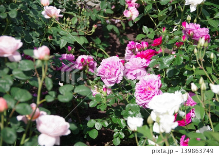 ピンク色のバラの花が咲いています ピンク色のバラの花が咲いています 139863749