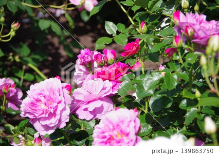 ピンク色の薔薇の花が咲いています ピンク色の薔薇の花が咲いています 139863750