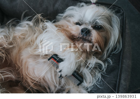 Shih tzu dog grooming concept 139863931
