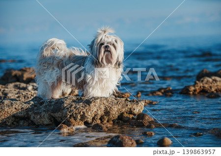 Shih tzu dog standing on stone at the edge of lake 139863957