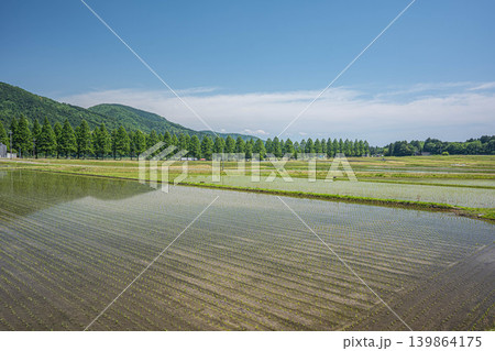 奥琵琶湖の長閑な田園風景 メタセコイア並木 滋賀県高島市マキノ町 奥琵琶湖の長閑な田園風景 メタセコイア並木 滋賀県高島市マキノ町 139864175