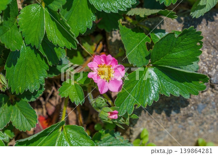 春の庭に咲くピンクのイチゴの花と瑞々しい緑の葉 春の庭に咲くピンクのイチゴの花と瑞々しい緑の葉 139864281