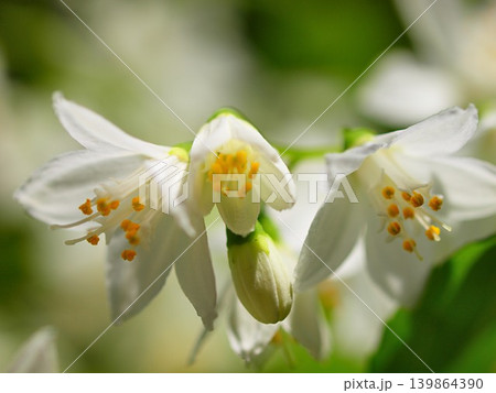 ヒメウツギの花の生態写真 ヒメウツギの花の生態写真 139864390