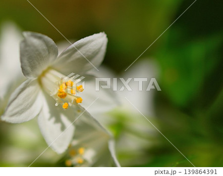 ヒメウツギの花の生態写真 ヒメウツギの花の生態写真 139864391