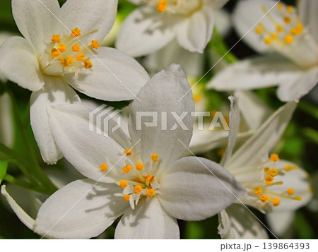 ヒメウツギの花の生態写真 139864393