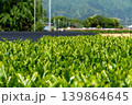 青空に広がる鈴鹿の茶畑　伊勢茶の新緑 139864645