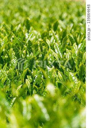 青空に広がる鈴鹿の茶畑　伊勢茶の新緑 139864648