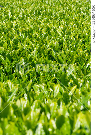 青空に広がる鈴鹿の茶畑　伊勢茶の新緑 139864650