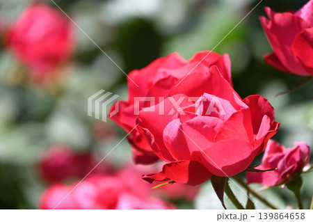 バラの花 バラの花 139864658