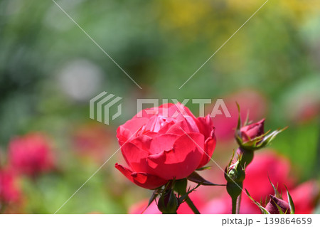 バラの花 バラの花 139864659
