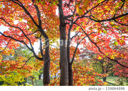 ハウチワカエデ紅葉 アートギャラリー前 天神山緑地 札幌市 ハウチワカエデ紅葉 アートギャラリー前 天神山緑地 札幌市 139864896