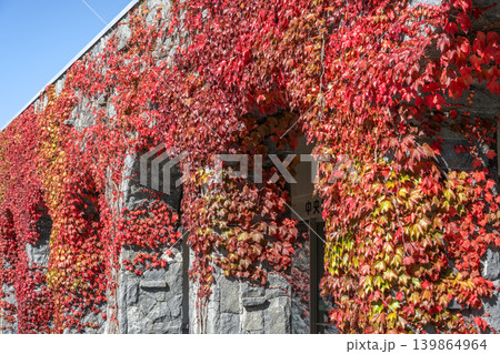 ナツヅタの紅葉 滝野すずらん丘陵公園 札幌市 ナツヅタの紅葉 滝野すずらん丘陵公園 札幌市 139864964