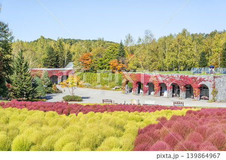 コキア 滝野すずらん丘陵公園 札幌市 コキア 滝野すずらん丘陵公園 札幌市 139864967