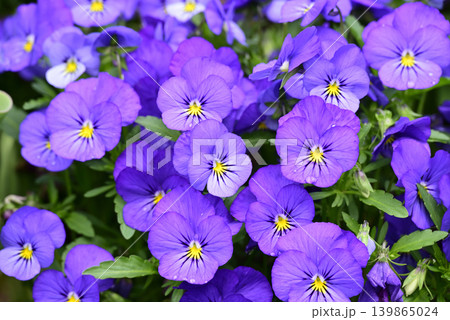紫色のパンジーの花 紫色のパンジーの花 139865024