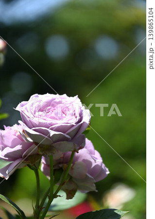 バラの花 139865104