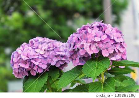 紫色の美しい紫陽花 紫色の美しい紫陽花 139865196