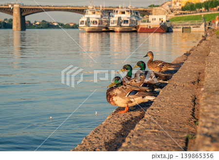 Four colorful mallard ducks perch on a textured concrete riverbank during golden hour Four colorful mallard ducks perch on a textured concrete riverbank during golden hour 139865356