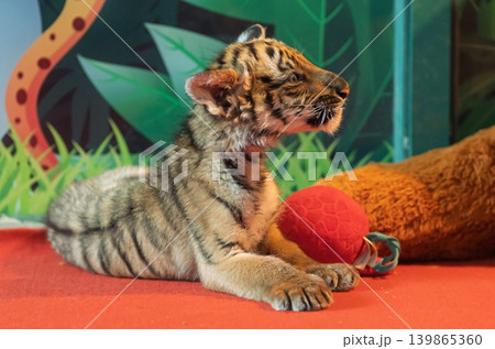 A striped tiger cub rests calmly on a red mat. It looks intently to the right, next to a red textured toy A striped tiger cub rests calmly on a red mat. It looks intently to the right, next to a red textured toy 139865360