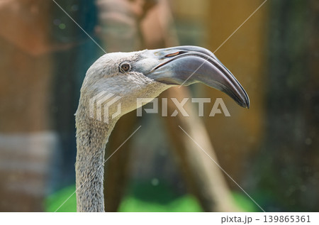 A detailed view of a grey flamingo's head and upper neck, highlighting its distinctive large, downward-curving beak A detailed view of a grey flamingo's head and upper neck, highlighting its distinctive large, downward-curving beak 139865361