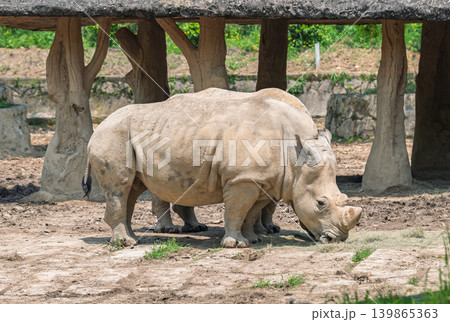 Large rhinoceros stands in an outdoor enclosure, head down, appearing to graze. Its thick, gray hide is visible 139865363