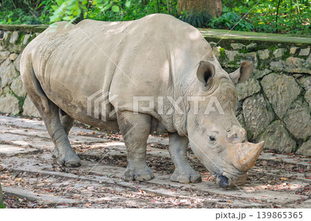 Large rhinoceros stands in an outdoor enclosure, head down, appearing to graze. Its thick, gray hide is visible Large rhinoceros stands in an outdoor enclosure, head down, appearing to graze. Its thick, gray hide is visible 139865365