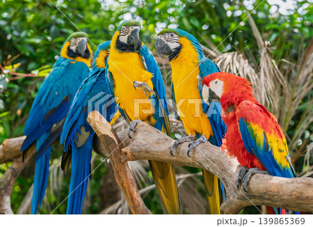 Five colorful macaws rest on a thick tree branch. Four blue and yellow and one scarlet macaw show their bright plumage among lush green foliage in the zoo Five colorful macaws rest on a thick tree branch. Four blue and yellow and one scarlet macaw show their bright plumage among lush green foliage in the zoo 139865369