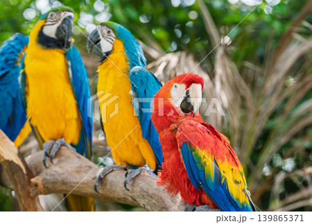 A vibrant scarlet macaw perches prominently on a branch, looking forward. Behind it, two blue and yellow macaws rest, surrounded by lush green tropical foliage in the zoo A vibrant scarlet macaw perches prominently on a branch, looking forward. Behind it, two blue and yellow macaws rest, surrounded by lush green tropical foliage in the zoo 139865371