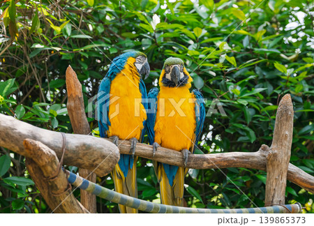 Colorful macaws rest on a thick tree branch. Two vibrant macaws show their bright plumage among lush green foliage in the zoo 139865373