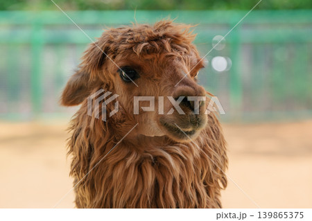 Brown alpaca with thick, shaggy fur looks intently forward. The animal stands behind a wooden railing in a bright outdoor zoo enclosure 139865375
