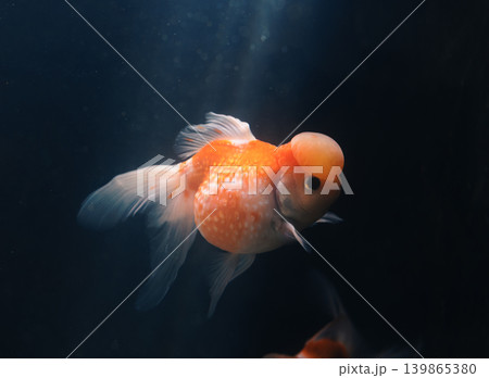 A beautiful fancy goldfish with a large orange wen on its head swims calmly, shining against the very dark underwater setting 139865380