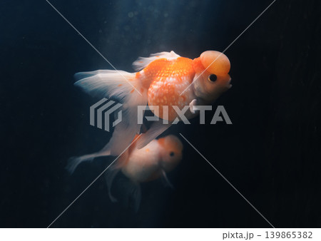 A beautiful fancy goldfish with a large orange wen on its head swims calmly, shining against the very dark underwater setting 139865382