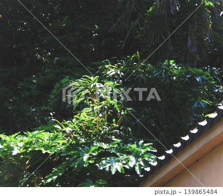 瓦屋根と陽射しを浴びた樹木 瓦屋根と陽射しを浴びた樹木 139865484