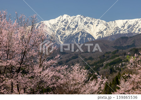 長野県上水内郡小川村高府 オオヤマザクラ、エドヒガンなどが咲く二反田の桜と残雪の北アルプス爺ヶ岳 長野県上水内郡小川村高府 オオヤマザクラ、エドヒガンなどが咲く二反田の桜と残雪の北アルプス爺ヶ岳 139865536