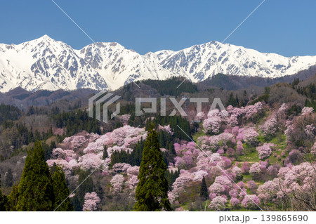 長野県上水内郡小川村高府 オオヤマザクラ、エドヒガンなどが咲く二反田の桜と残雪の北アルプス白馬三山 長野県上水内郡小川村高府 オオヤマザクラ、エドヒガンなどが咲く二反田の桜と残雪の北アルプス白馬三山 139865690