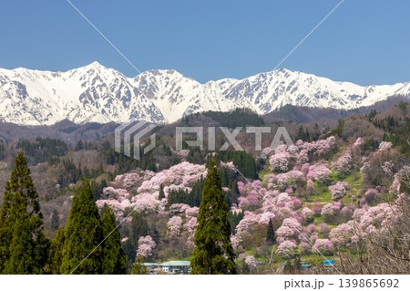 長野県上水内郡小川村高府 オオヤマザクラ、エドヒガンなどが咲く二反田の桜と残雪の北アルプス白馬三山 長野県上水内郡小川村高府 オオヤマザクラ、エドヒガンなどが咲く二反田の桜と残雪の北アルプス白馬三山 139865692